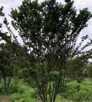 丛生紫薇浙江基地，丛生紫薇基地