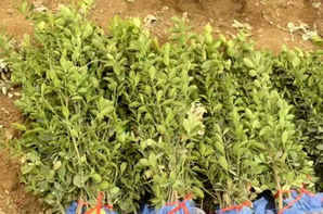 高山黄杨苗床用什么除草剂，大叶黄杨苗床怎么样