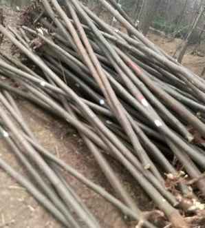 许昌黄山栾树基地，黄山栾基地在哪儿