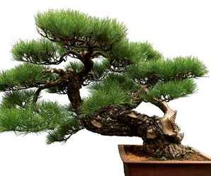 黑松白芽松价格，大规格黑松多少钱一棵
