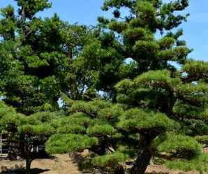黑松白芽松价格，大规格黑松多少钱一棵