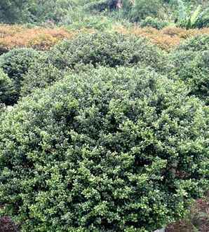 龟甲冬青种植成活后又枯萎了是什么原因，龟甲冬青叶黄枯萎是不是土壤问题