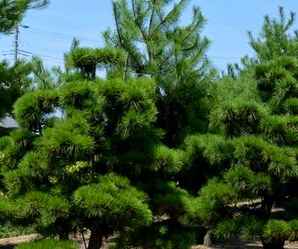 黑松白芽松价格，大规格黑松多少钱一棵
