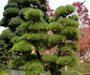 黑松白芽松价格，大规格黑松多少钱一棵