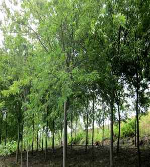 公分榉树价格?，18公分榉树价格多少