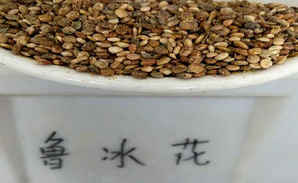 鲁冰花种子价格表，鲁冰花怎样收集种子