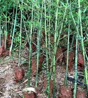 罗汉竹种子种下多少天能出苗，罗汉竹种子多久发芽