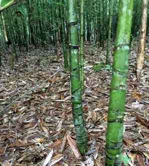 罗汉竹的养殖方法和注意事项，罗汉竹的养殖方法和注意事项水培