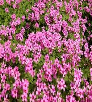 昆明红花醡浆草，紫叶红花酢浆草