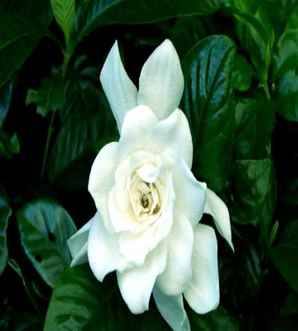 栀子花介绍，栀子花介绍文案