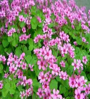 昆明红花醡浆草，紫叶红花酢浆草