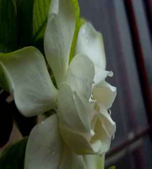 栀子花介绍，栀子花介绍文案