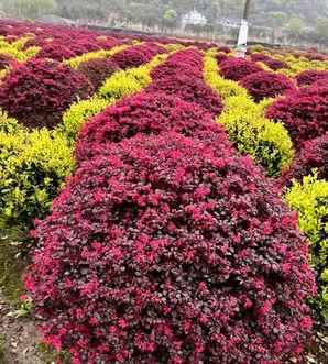 红花继木球基地，金华红花继木球种植基地