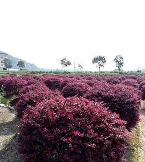 红花继木球基地，金华红花继木球种植基地