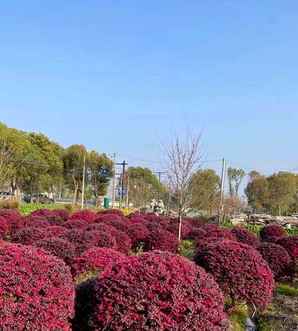 红花继木球基地，金华红花继木球种植基地