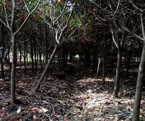 10公分独杆石楠的价格，解析独杆石楠最新价格行情