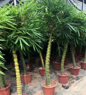 罗汉竹苗一亩地种多少棵，罗汉竹苗