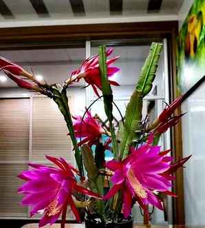 令箭荷花图片，令箭荷花图片上的斑点是咋回事