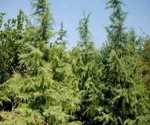 雪松的市场行情，龙血树最新市场行情