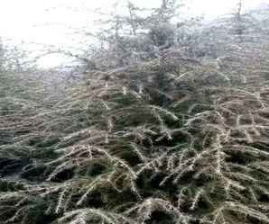 雪松的市场行情，龙血树最新市场行情