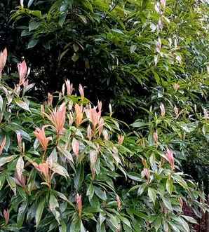 闽楠树能在广东种植吗，闽楠树种子种植方法