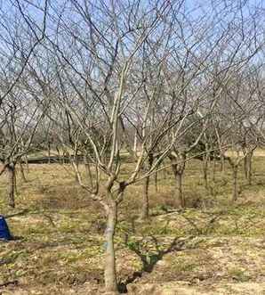 沭阳黄栌树最新价格，黄栌树图片及价格