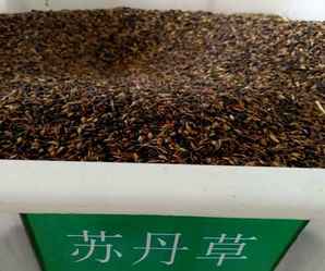 苏丹草种子图片，苏丹草种子哪里卖
