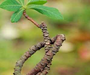 怎么给结香打结，结香的培植方法