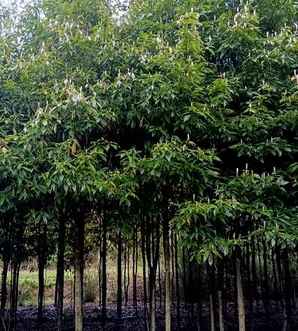 闽楠树种子育苗视频，楠树种植技术视频