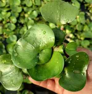 水葫芦什么样，水葫芦什么样