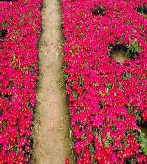 报春花杯苗，欧洲报春花苗刚出土的样子
