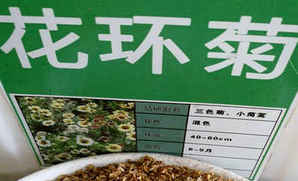 花环菊菊花种子多少钱一斤，花环菊种子多少钱一颗