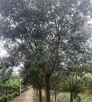 朴树基地明光哪里有，朴树基地