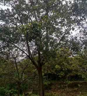 朴树基地明光哪里有，朴树基地