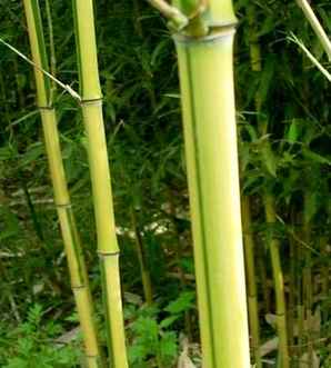 金镶玉竹价格，3米高金镶玉竹价格