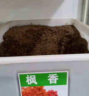 枫香树种子批发市场在哪，香春树种子哪里有卖的