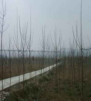 红叶杨产地在哪里，正宗红叶杨价格