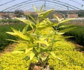埃塞俄比亚金叶莸，金叶莸的种植技巧