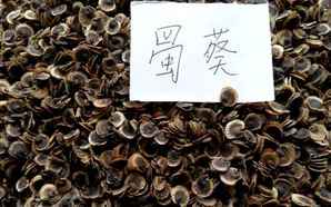 蜀葵种子怎么保存，蜀葵种子可以保存多久