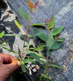 桉树种植放什么肥料，桉树种植