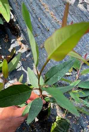 桉树种植放什么肥料，桉树种植