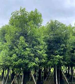 香樟树果实兔子能吃吗，香樟树果实