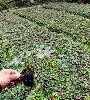 爬山虎怎么种植，护坡种爬山虎