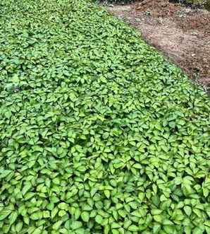 爬山虎怎么种植，护坡种爬山虎