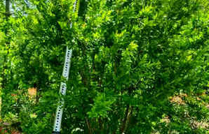 2.2米丛生花石榴价格，丛生花石榴规格