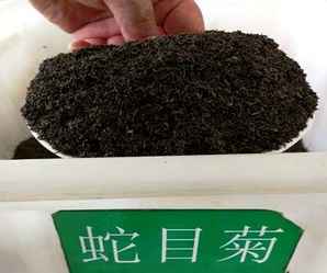 江苏蛇目菊花卉种子，蛇目菊种子形状