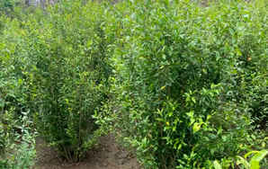 2.2米丛生花石榴价格，丛生花石榴规格