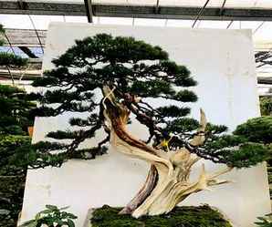 济州真柏盆景怎么介绍，济州真柏盆景介绍
