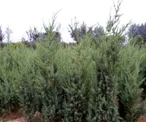刺柏的种植要点，刺柏种植