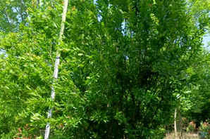 2.2米丛生花石榴价格，丛生花石榴规格